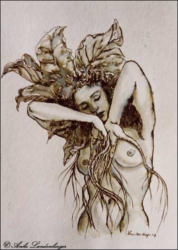 Erwachende Alraune (I), lavierte Federzeichnung