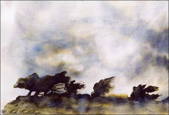 Windflüchter, Tinte / lavierte Rohrfederzeichnung